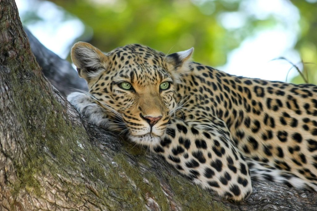Best Time To Visit: A Seasonal Guide To African Safaris