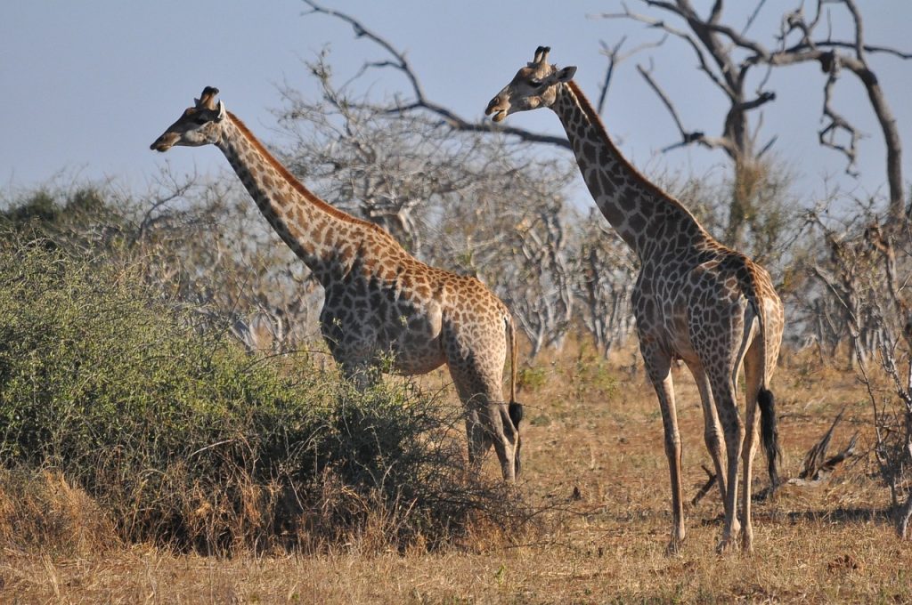 How To Plan A Budget-Friendly Safari Adventure Around Africa