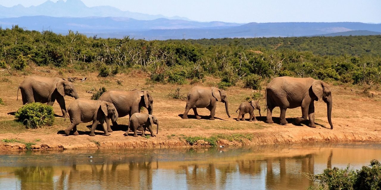 Understanding African Safari Etiquette: Respecting Wildlife And Local Communities