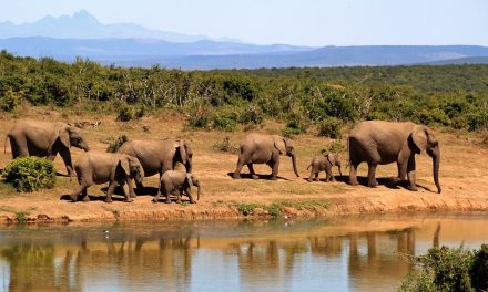 Understanding African Safari Etiquette: Respecting Wildlife And Local Communities