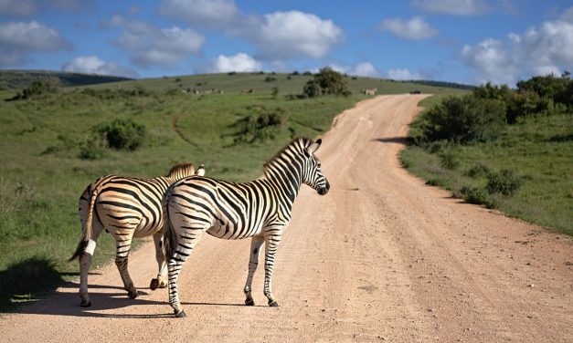 What Is The Best Time To Visit Zambia?