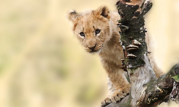 Night Game Drive and Bush Dinner Review