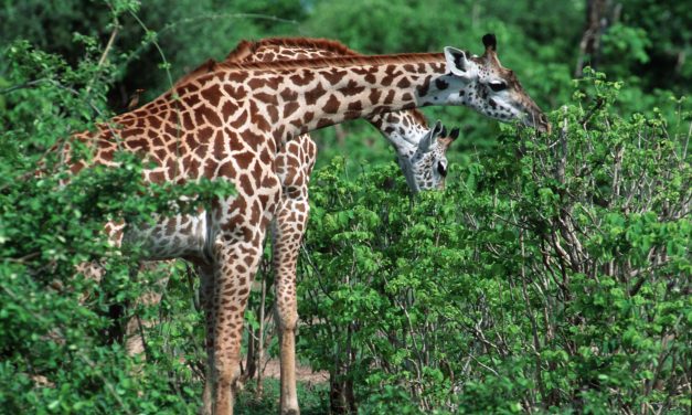 Is It Possible To See Wildlife In Zambia?