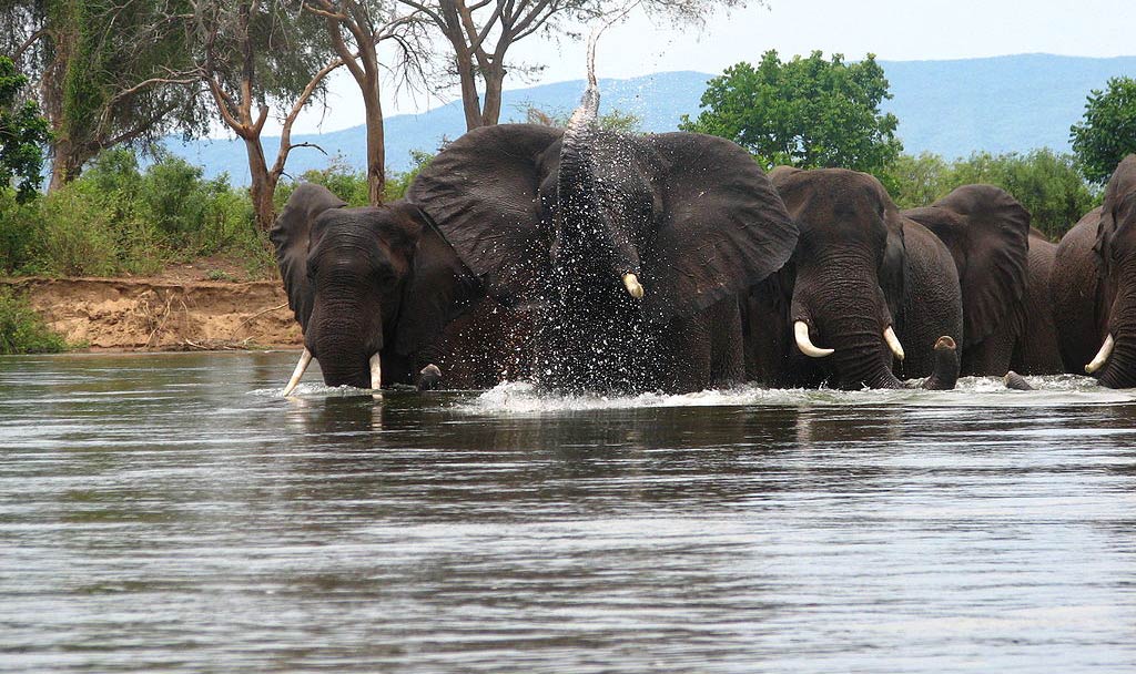 Is It Possible To See Wildlife In Zambia?