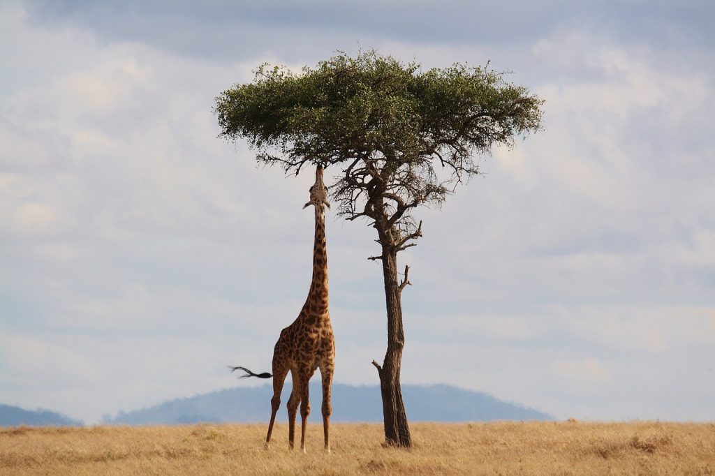 Is It Necessary To Book Safari Tours In Advance?