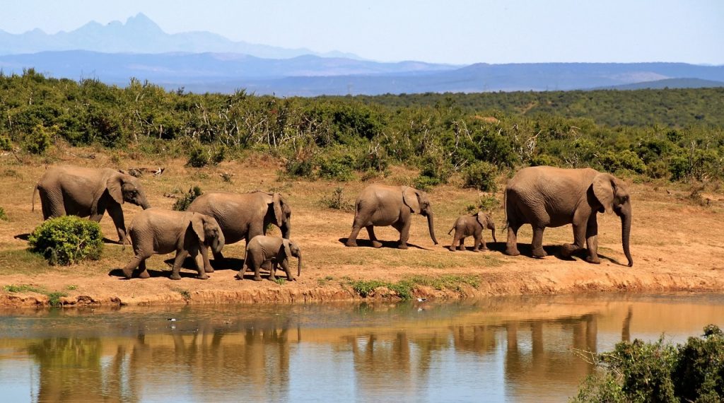 Is It Necessary To Book Safari Tours In Advance?