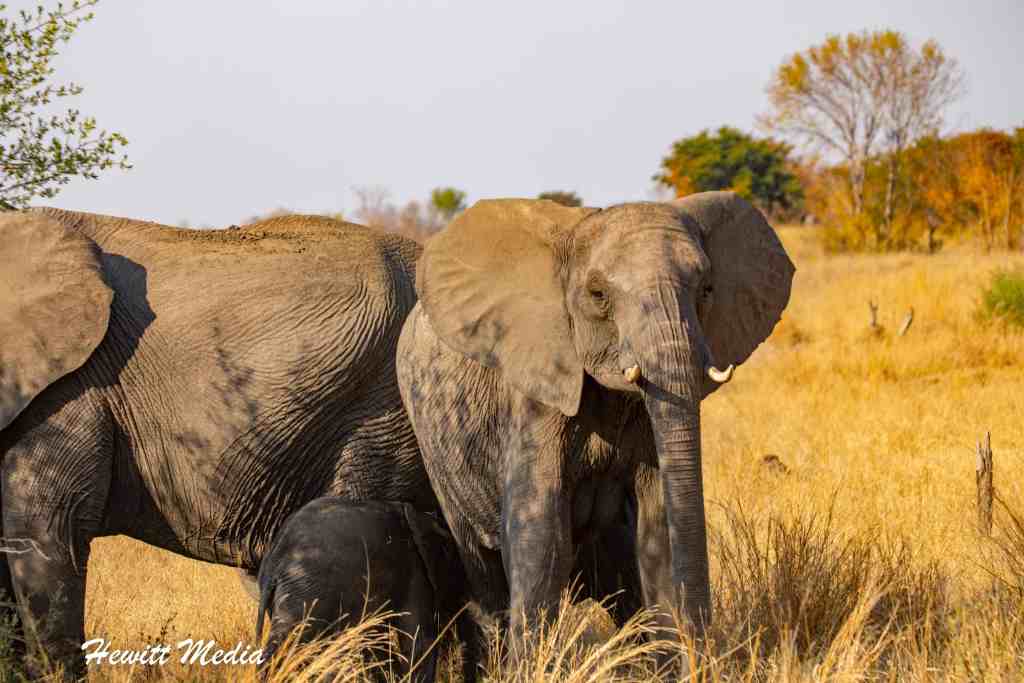 Are There Any Specific Entry Requirements For National Parks In Zimbabwe?