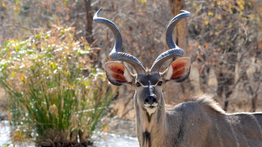 Are There Any Specific Travel Advisories For Certain Regions Of Botswana?