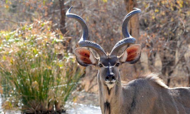 Are There Any Specific Travel Advisories For Certain Regions Of Botswana?