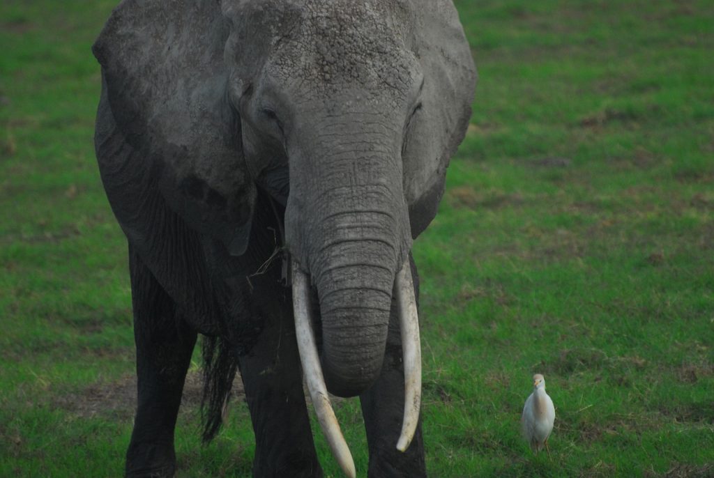 Understanding Animal Behaviour: Africa’s Guide To Safari Wildlife