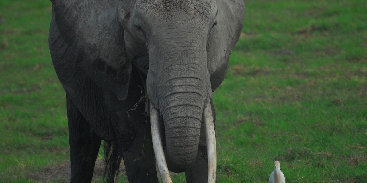 Understanding Animal Behaviour: Africa’s Guide To Safari Wildlife