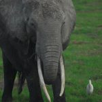 Understanding Animal Behaviour: Africa’s Guide To Safari Wildlife