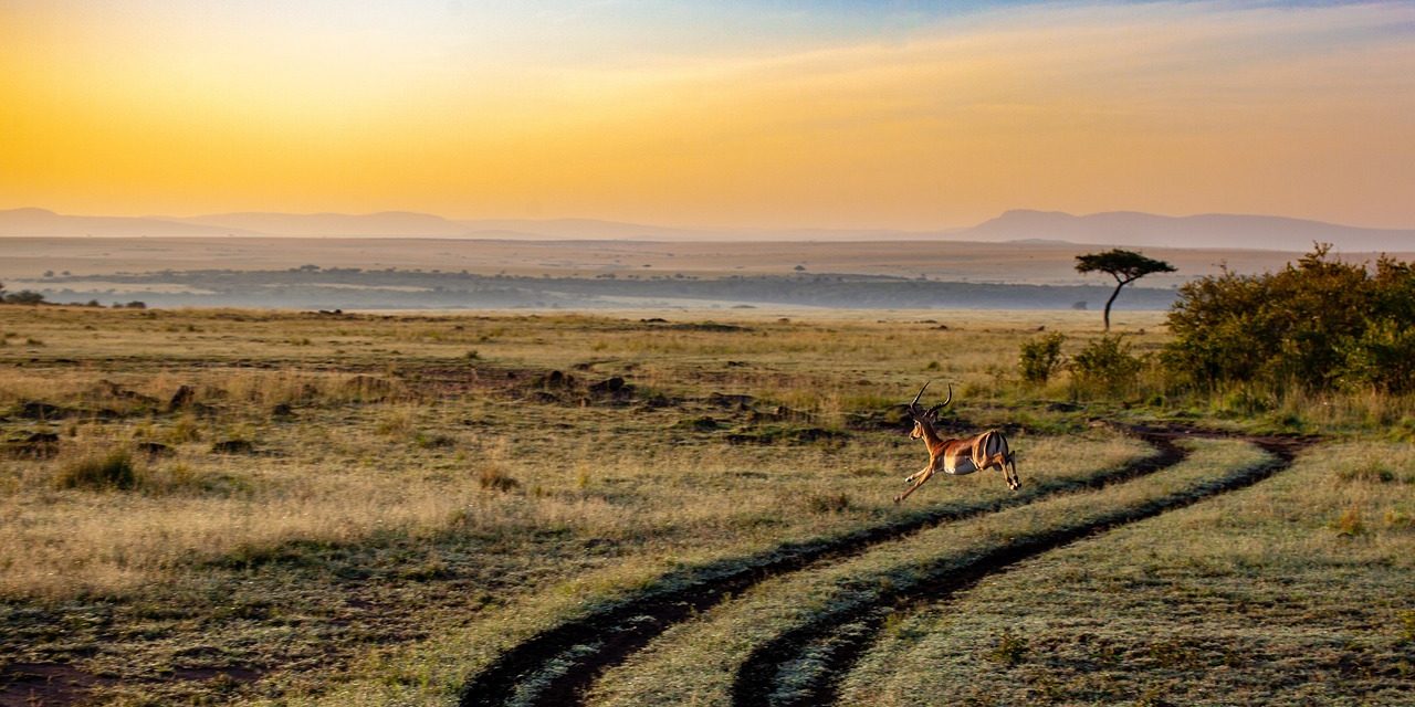 African Safari Books And Documentaries: Preparing With Educational Resources