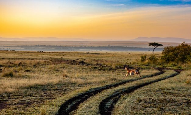 African Safari Books And Documentaries: Preparing With Educational Resources