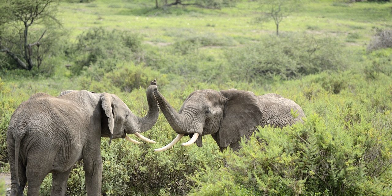 A Guide To Safari Sunrises And Sunsets In Africa: Capturing The Beauty