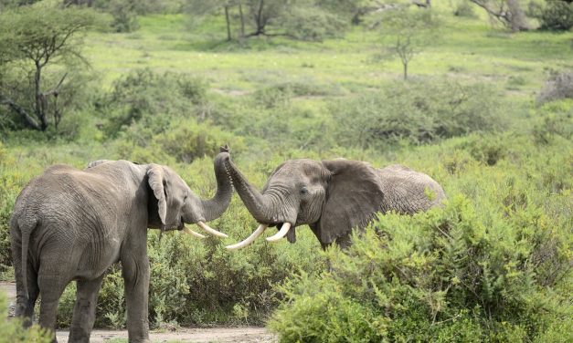 A Guide To Safari Sunrises And Sunsets In Africa: Capturing The Beauty