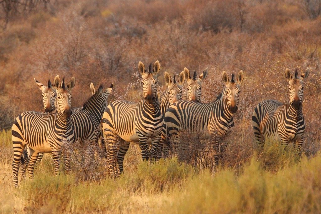 A Guide To Safari Sunrises And Sunsets In Africa: Capturing The Beauty