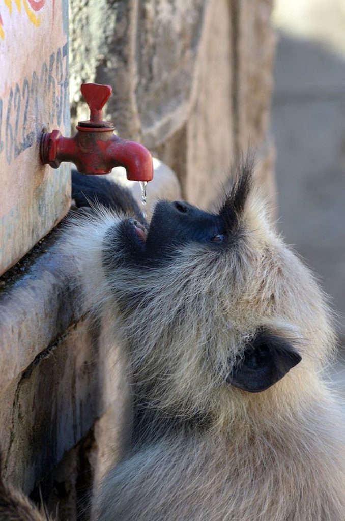 Staying Hydrated On Safari: Tips For Drinking Enough Water