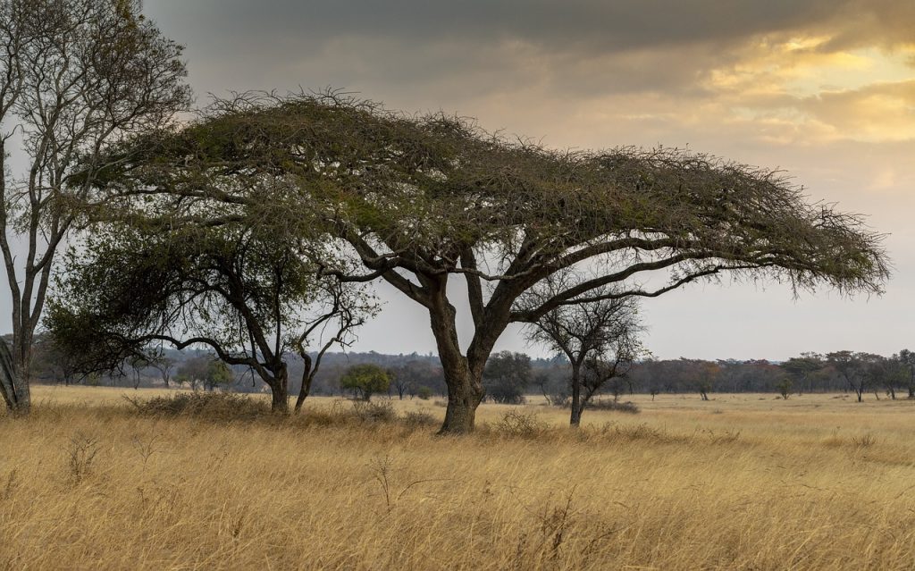 What Is The Internet Connectivity Like In Zimbabwe?