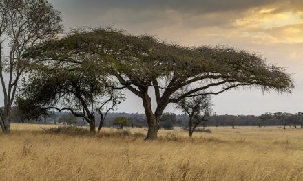 What Is The Internet Connectivity Like In Zimbabwe?